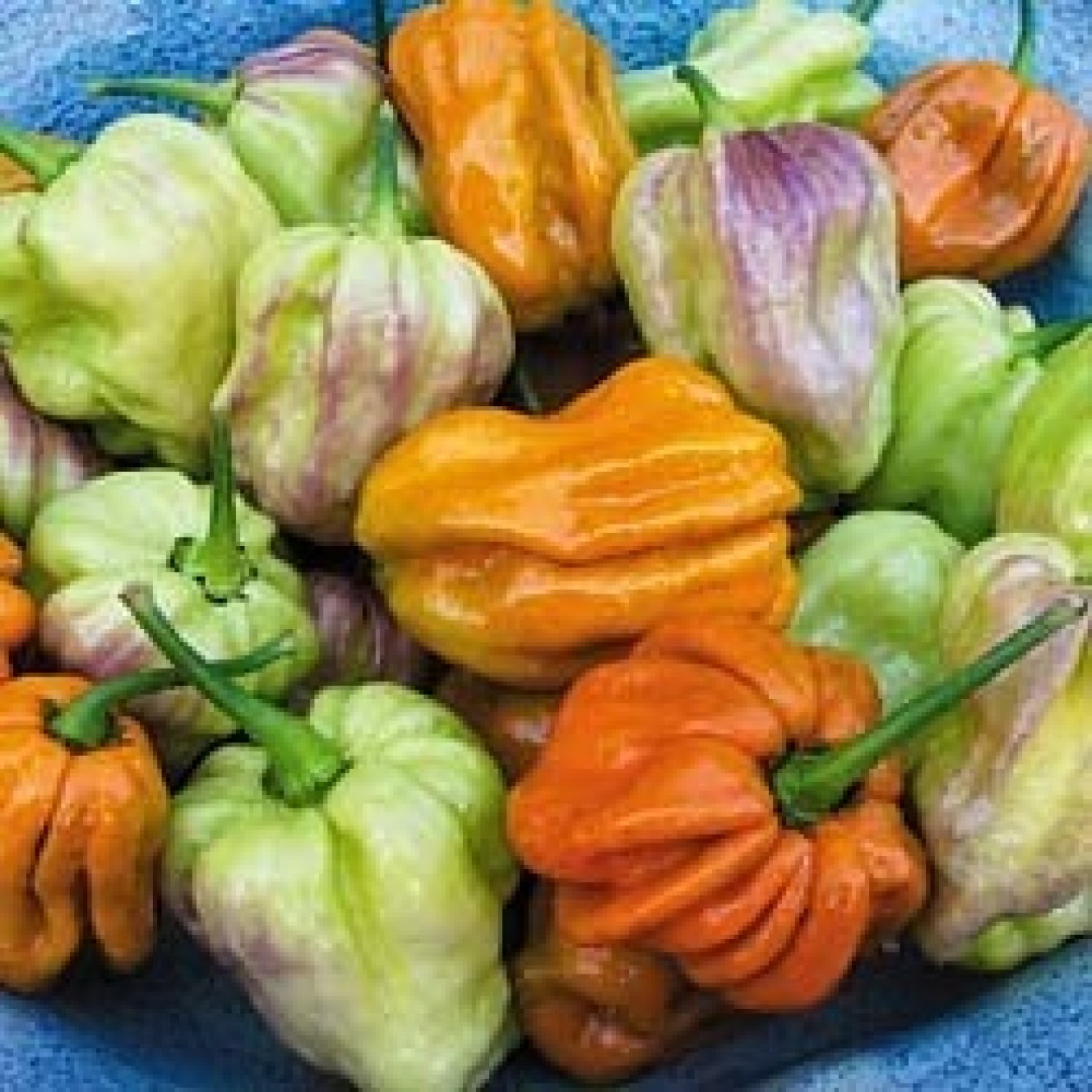207720-peper-adjuma-type-mustard-habanero-mustard