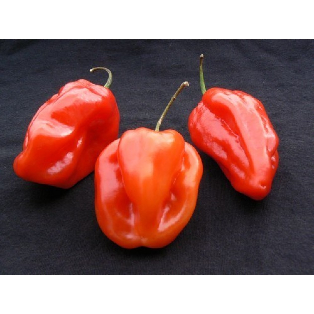 207750-peper-ajoema-type-red-habanero-red