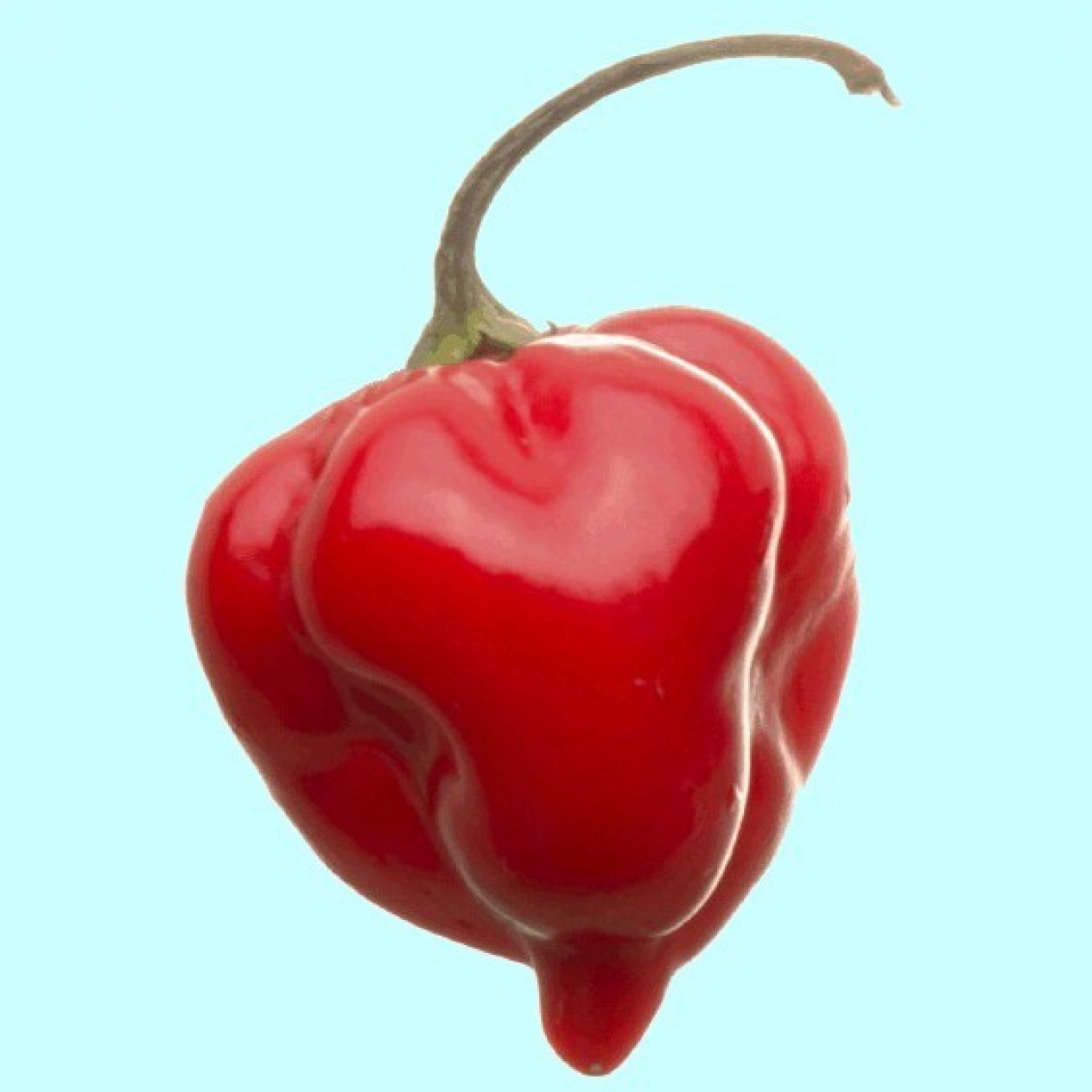 207752-peper-adjuma-type-red-savina-habanero-red-savina-avenir