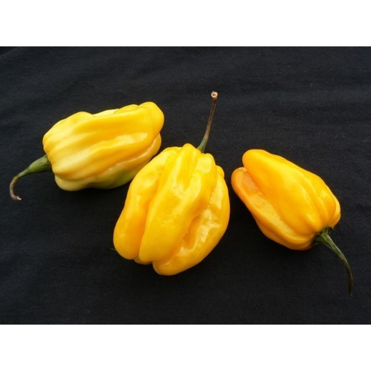 207800-peper-ajoema-type-yellow-habanero-lemon