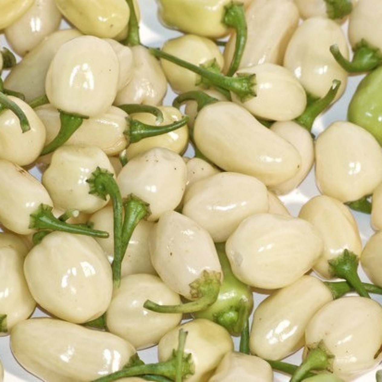 207850-peper-adjuma-type-white-bullet-white-molly-habanero-white
