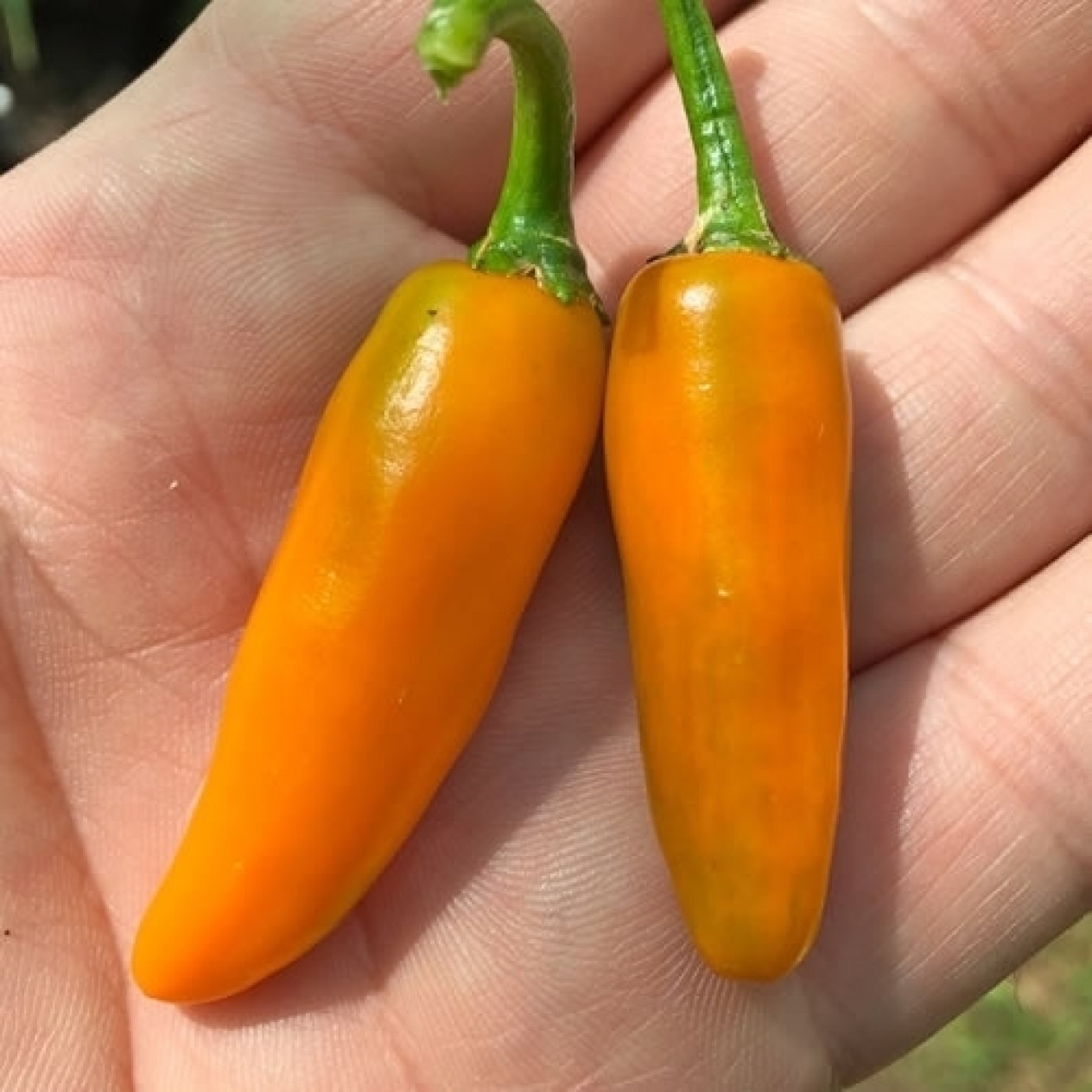 207857-peper-amarillo-costeno