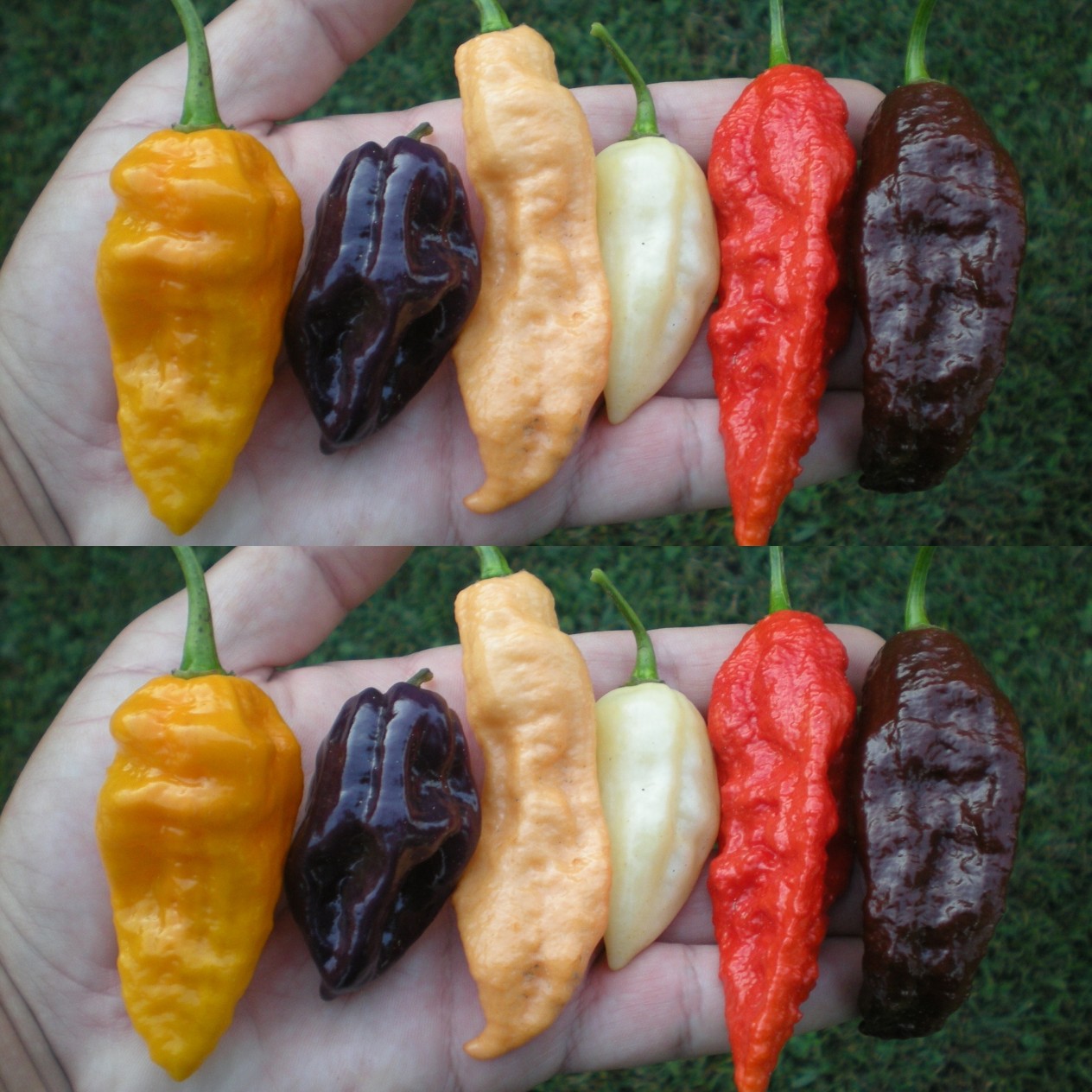 207919-peper-bhut-jolokia-color-mix