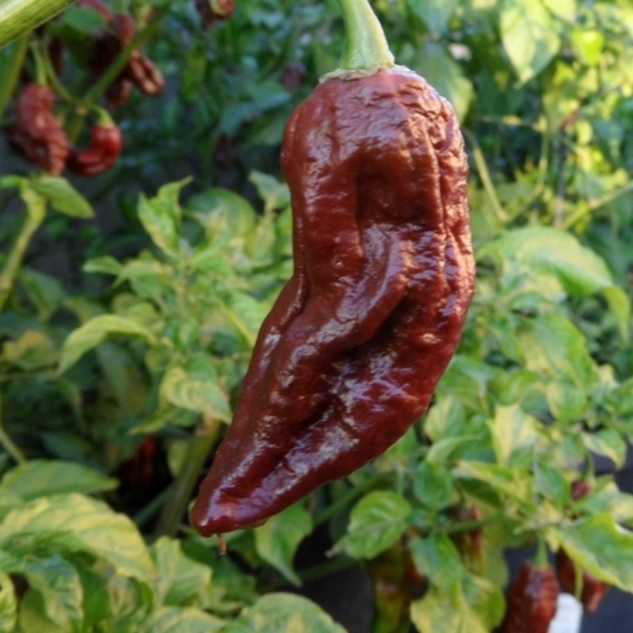 207921-peper-bhut-jolokia-chocolate-assam