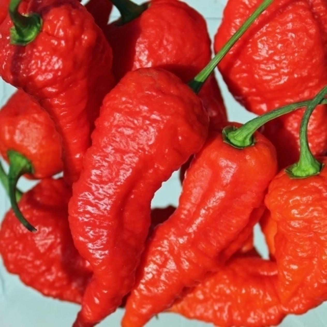 208177-peper-duivels-brein-devil-brain