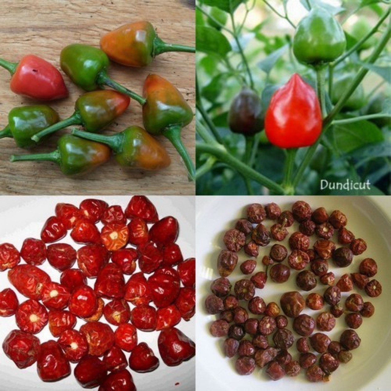208178-peper-dundicut