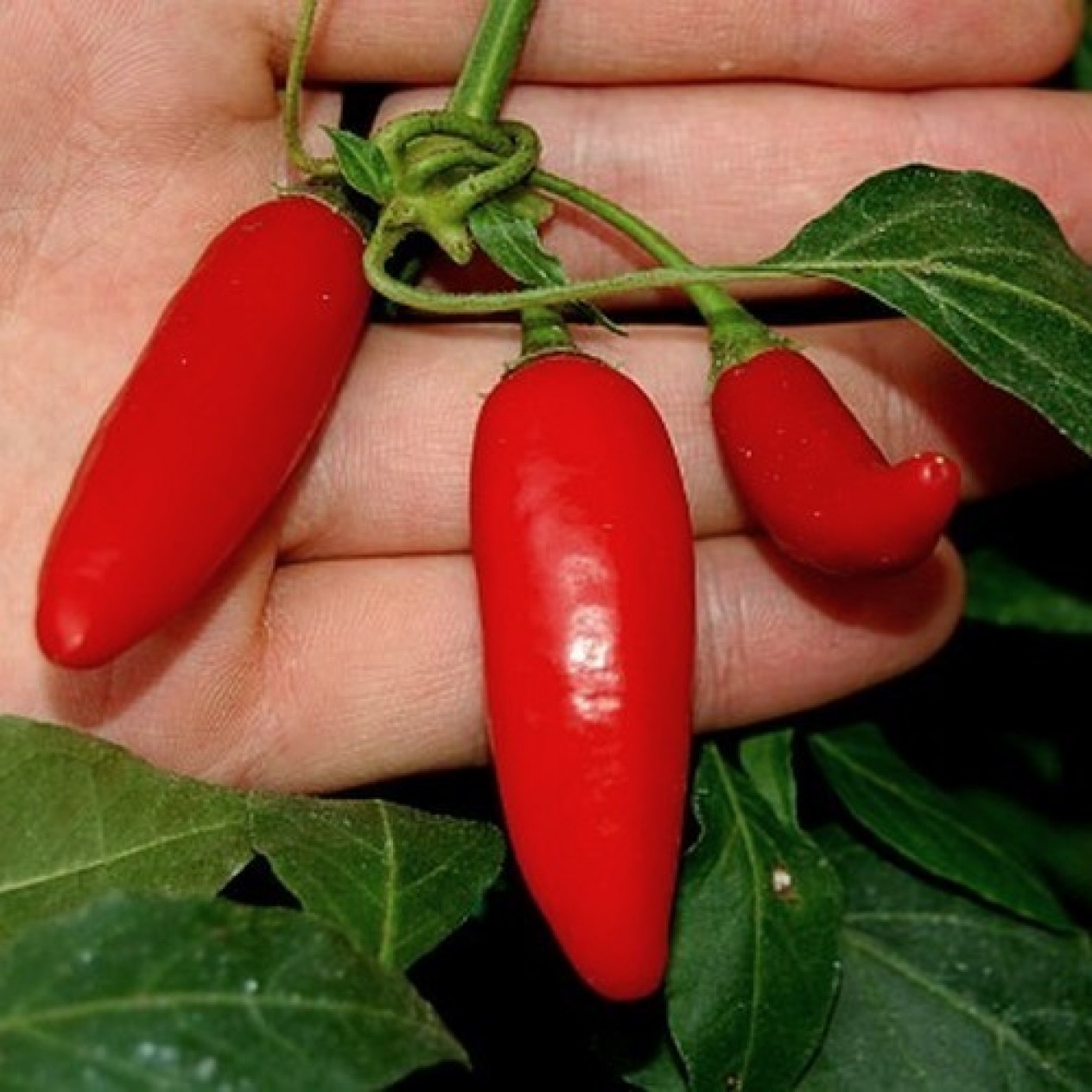 209255-peper-pi-260560