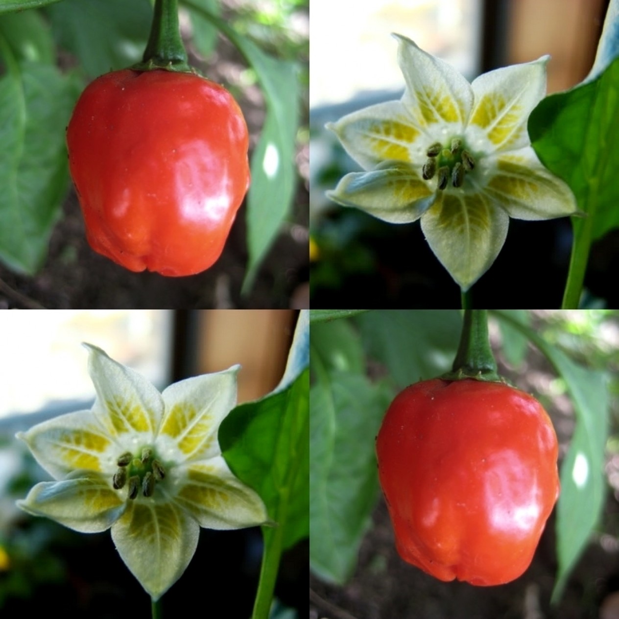 209261-peper-polombo-pi-439411