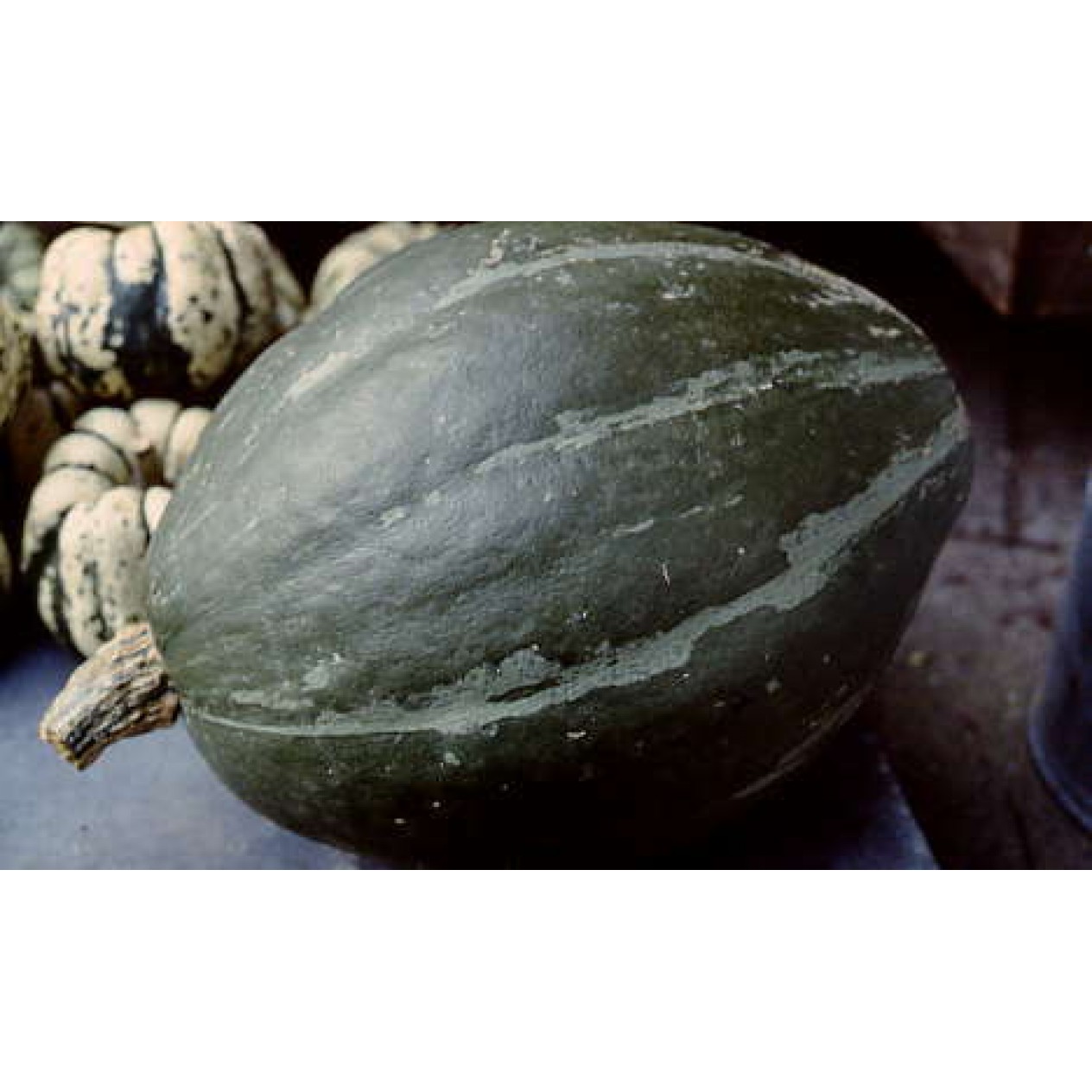 215020-pompoenen-olive-verte
