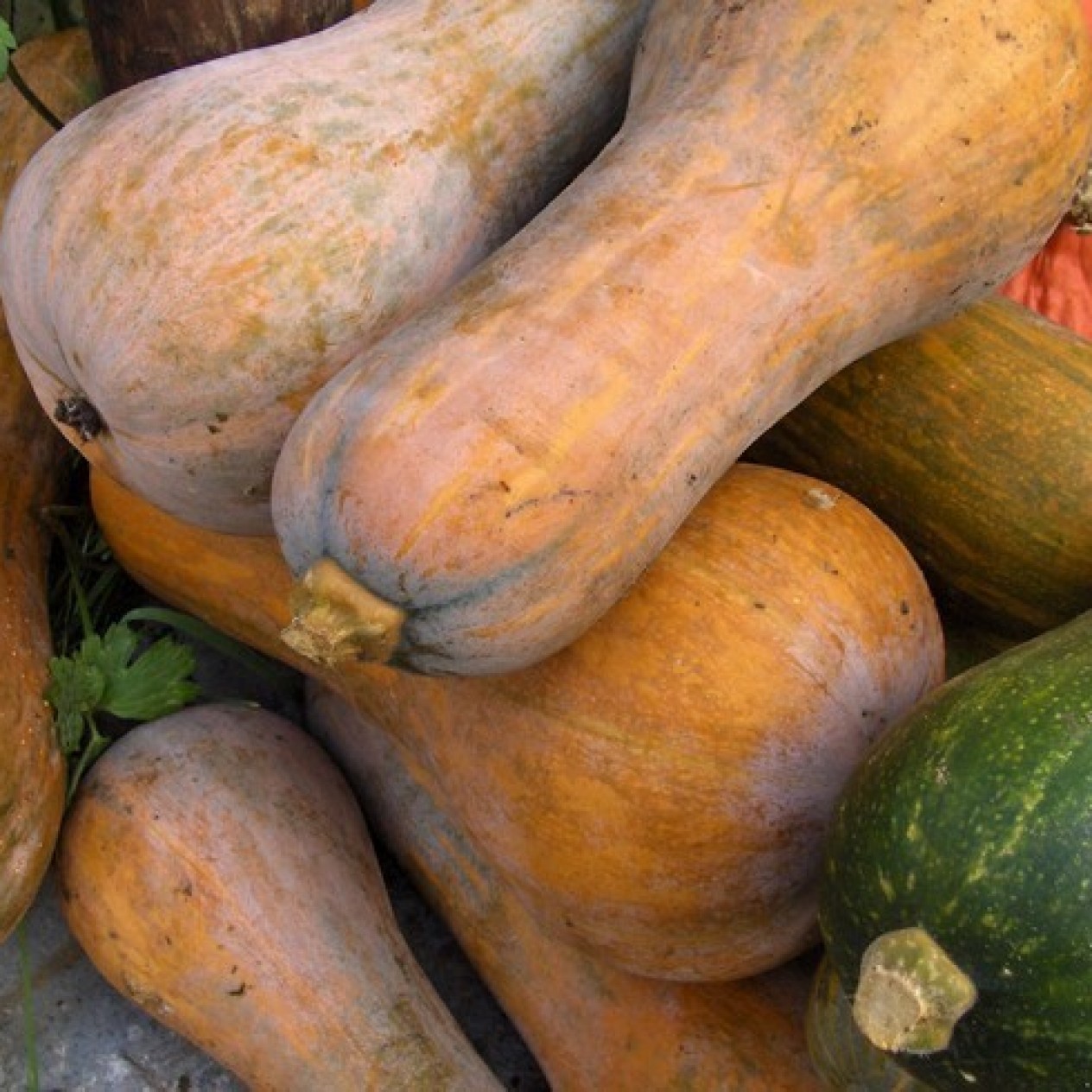 215030-pompoenen-orange-butternut