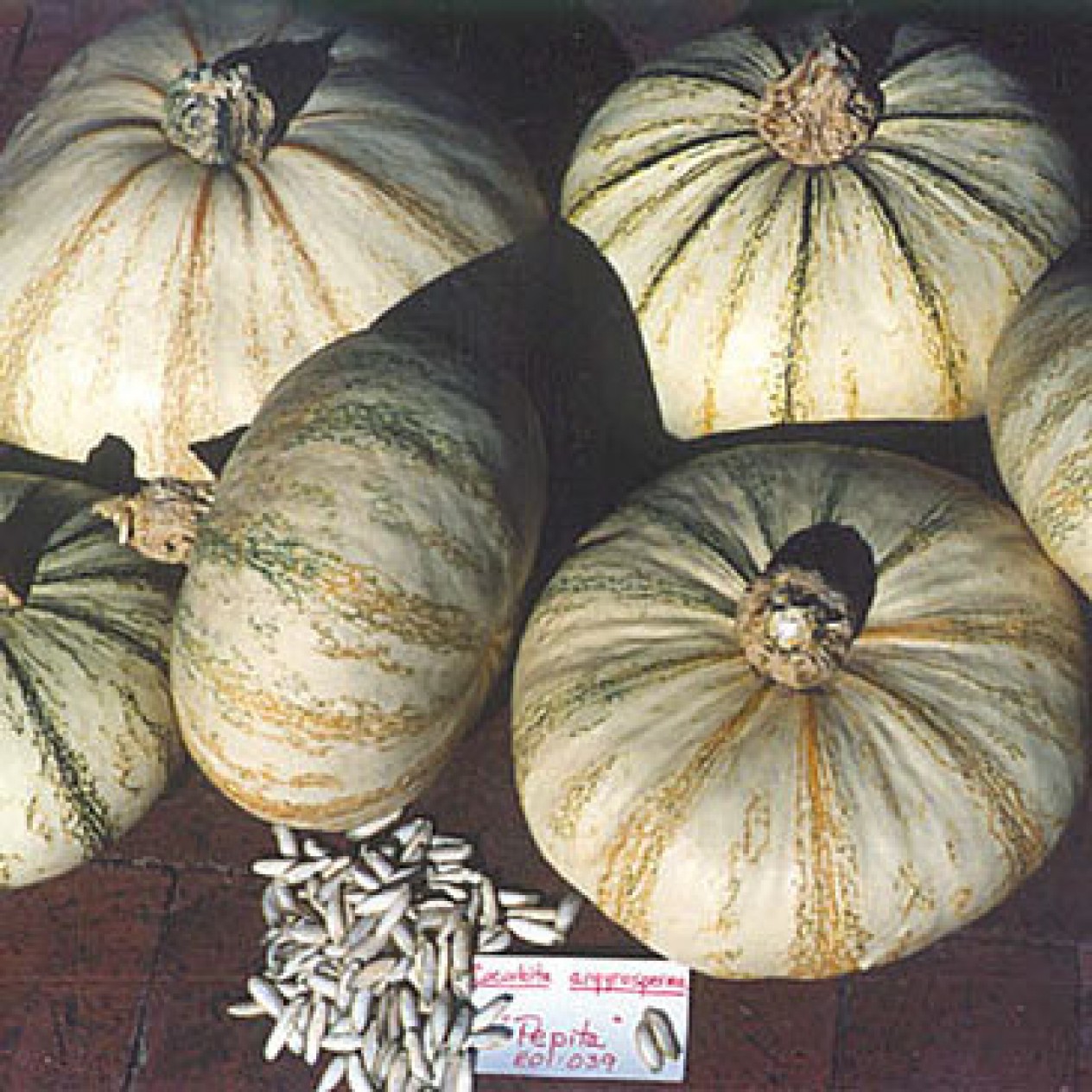215050-pompoenen-pepita-veracruz-pepita-salvador
