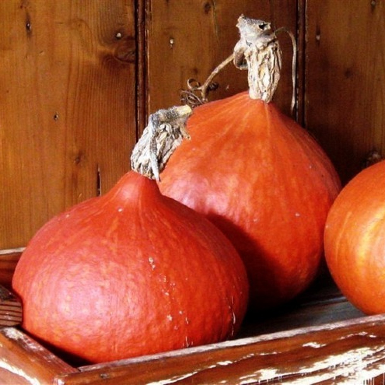 215159-pompoenen-red-kuri-uchiki-kuri-solor