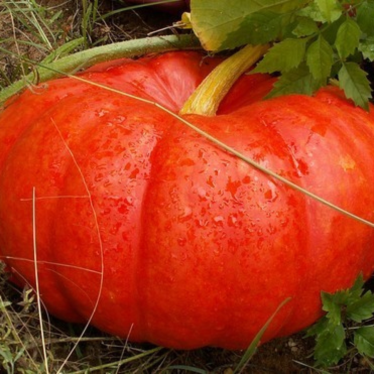 215200-pompoenen-rouge-vif-etampes-rode-centenaar