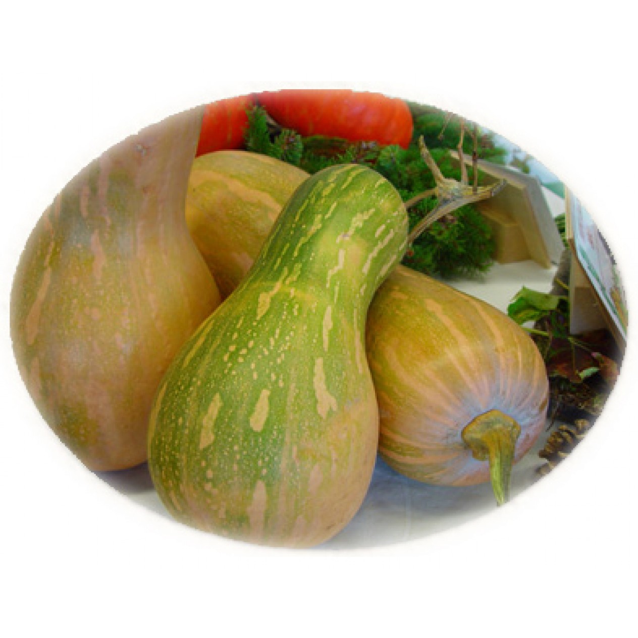 215340-pompoenen-sucrine-du-berry-sweet-berry