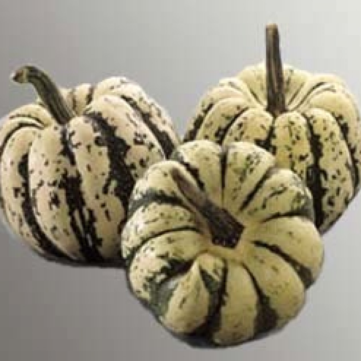 215500-pompoenen-sweet-dumpling-patidou
