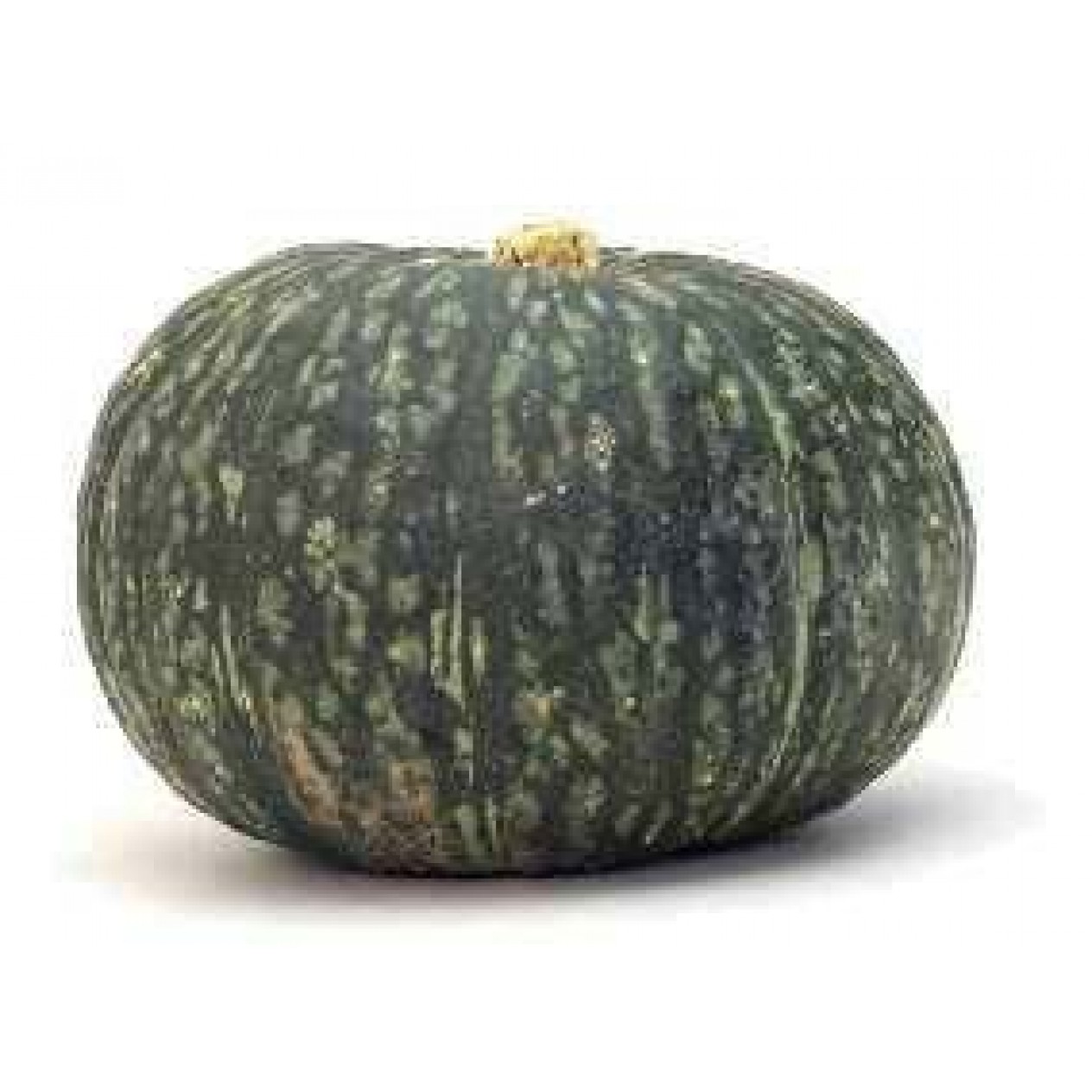 215510-pompoenen-sweet-mama-f1-cha-cha-f1