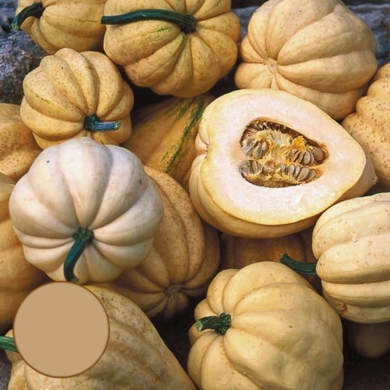 215890-pompoenen-thelma-sanders-sweet-potato