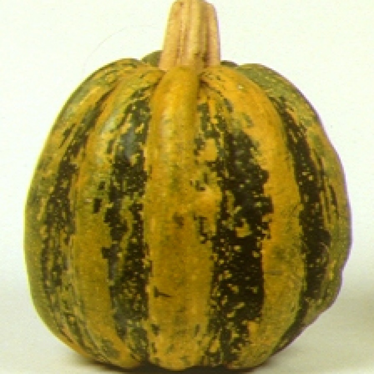 216070-pompoenen-tonda-padana-americana-tonda