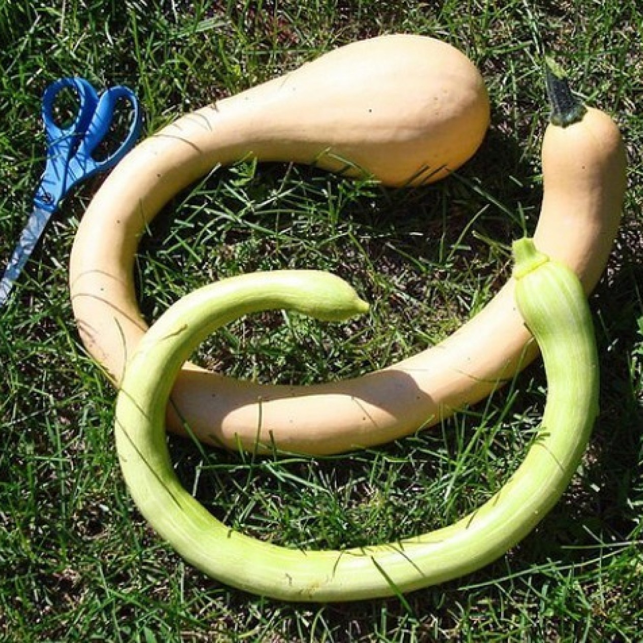 216120-pompoenen-trombolino-albenga-tromboncino-albenga