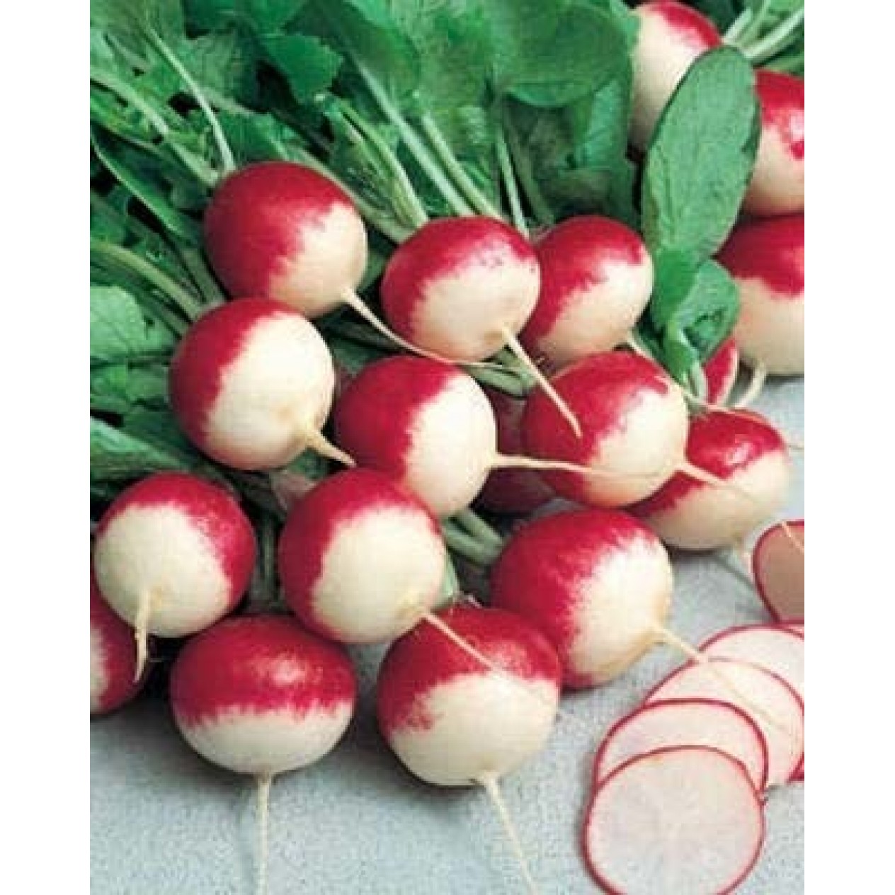 228600-ronde-radijs-ronde-rode-witpunt-national-sparkler