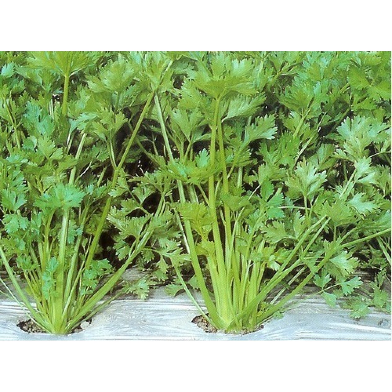 245150-tropische-snijselderij-summer-light-yellow-green-tianjin