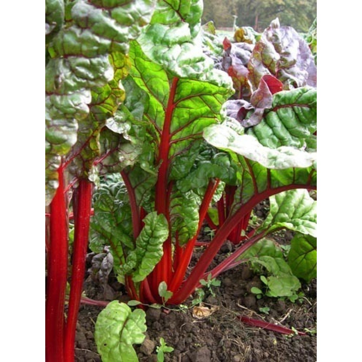 283000-rode-snijbiet-rhubarb-chard