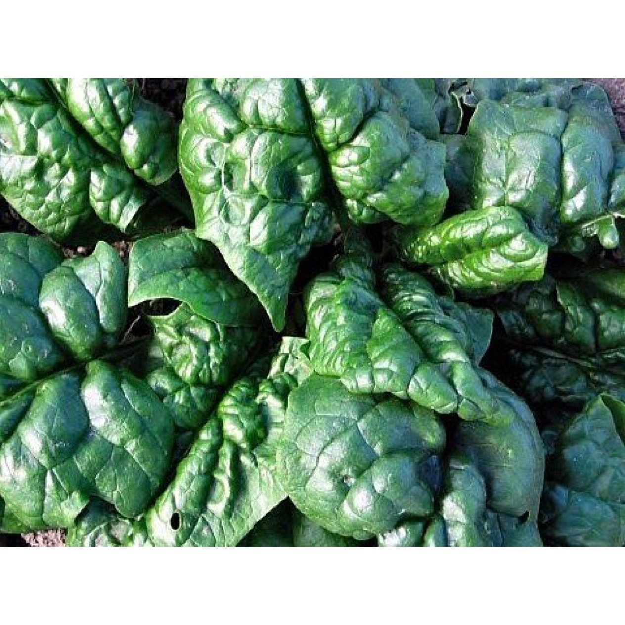 290300-wilde-spinazie-bloomsdale-riccio-america