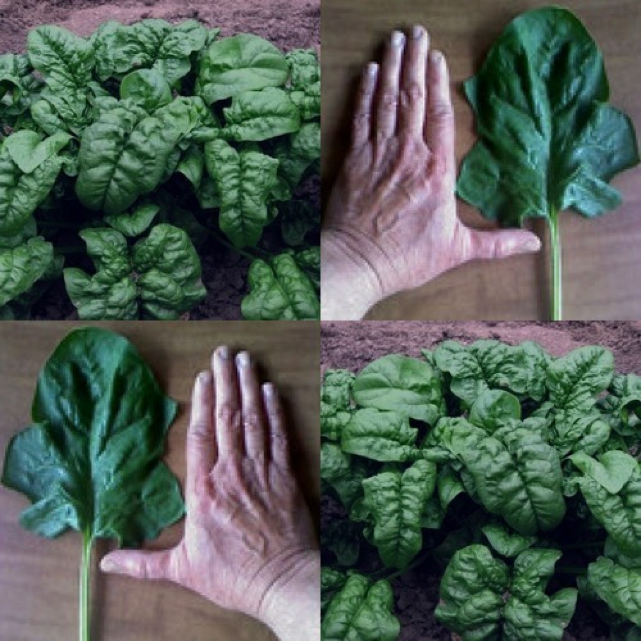 290320-wilde-spinazie-nobel-giant
