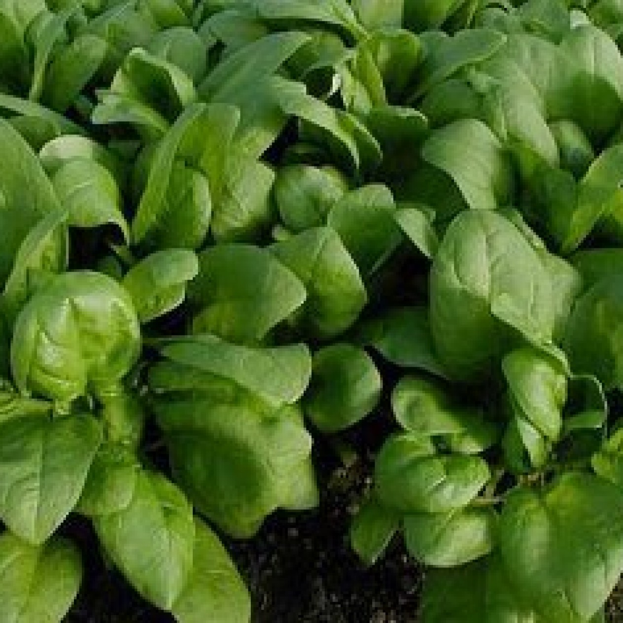 290400-voorjaar-herfst-resistoflay-securo