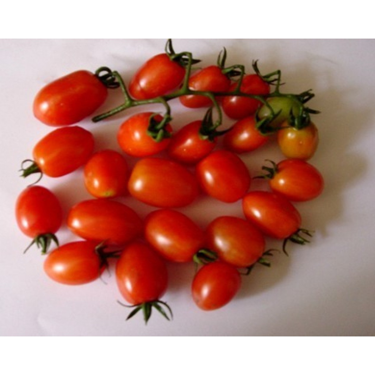 291185-olijftomaatje-cheery-f1-np-26