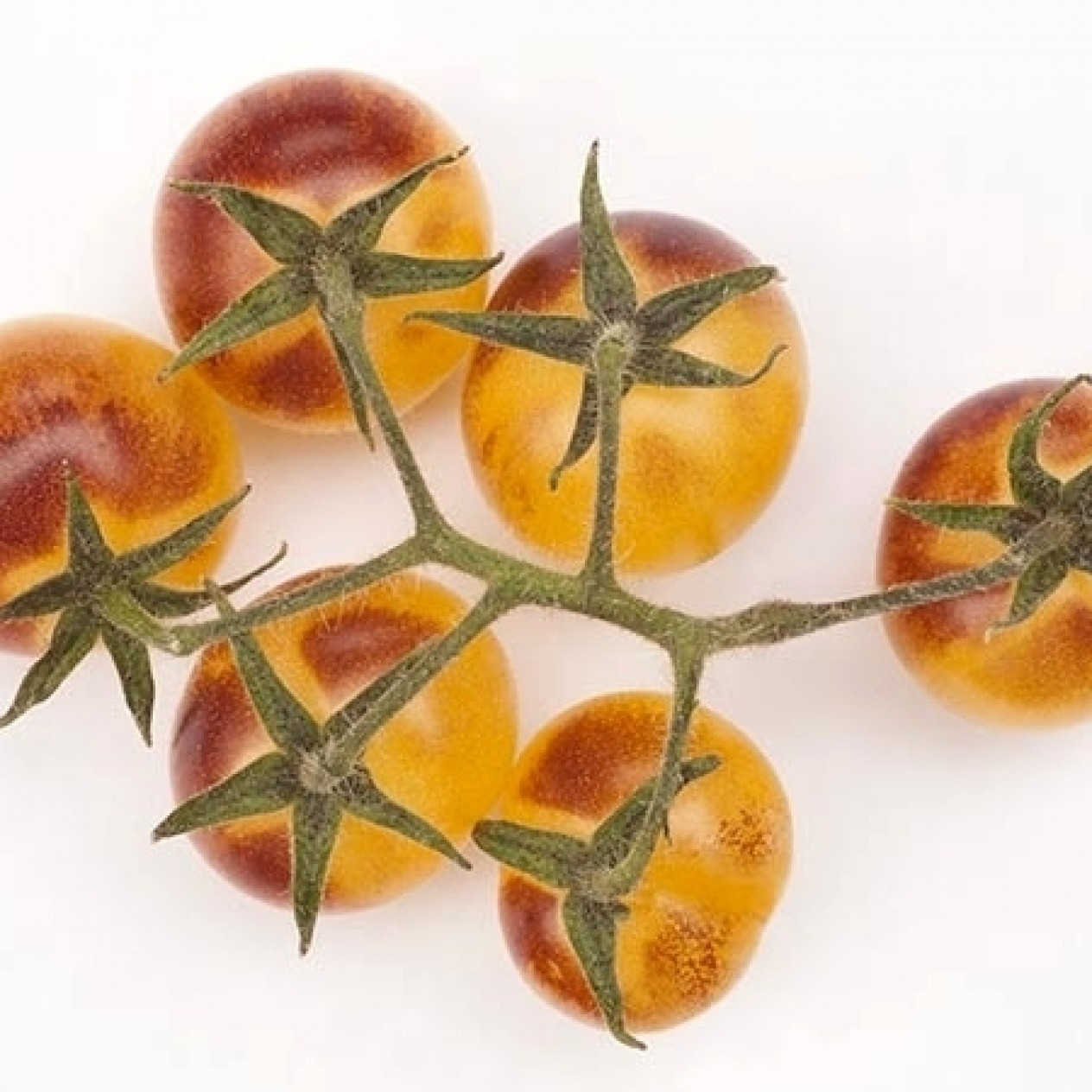 291191-kerstomaat-cream-berries