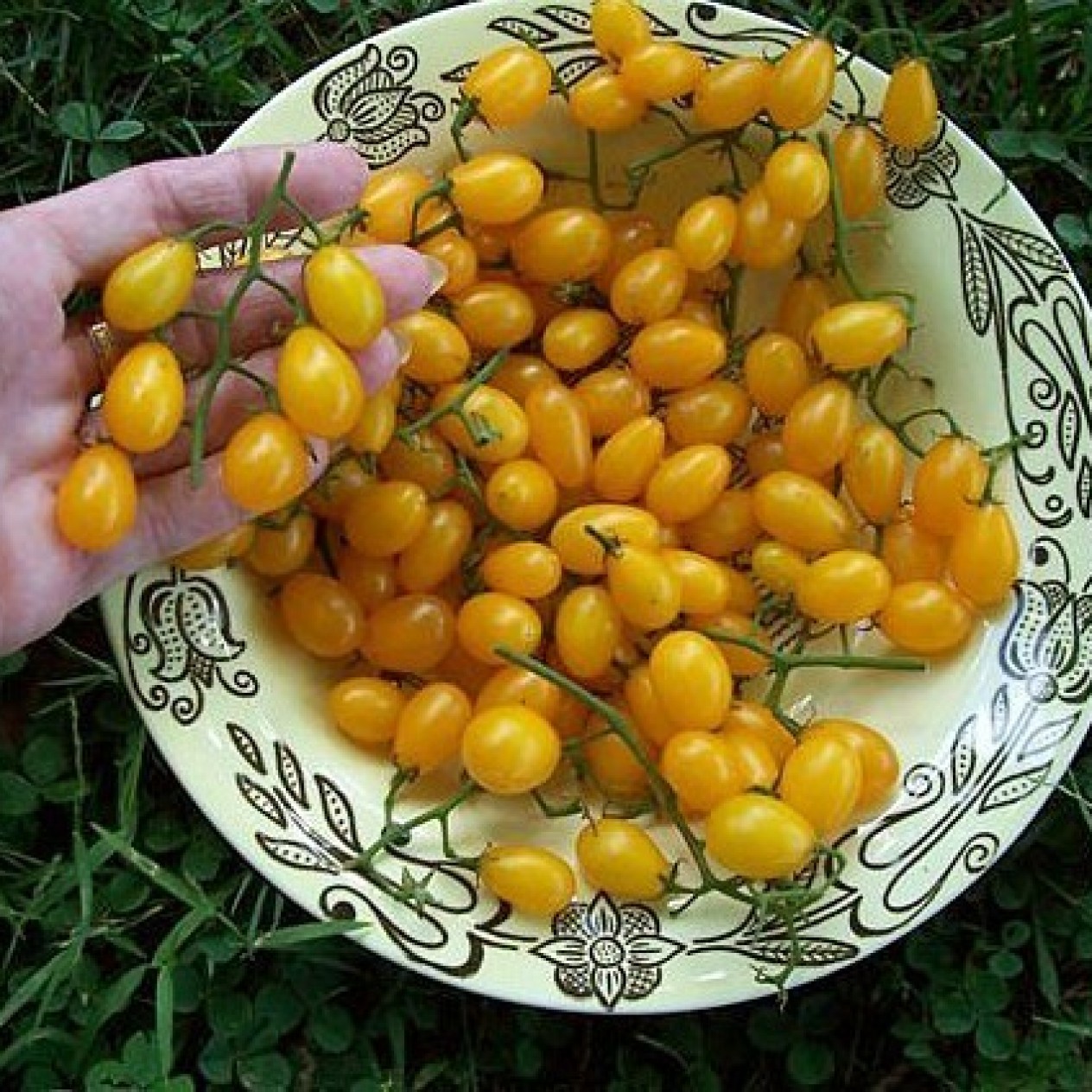291192-olijftomaatje-cuban-yellow-grape