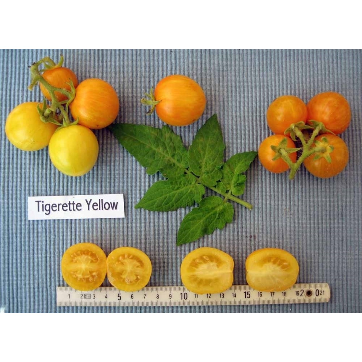 291806-pingpongtomaat-tigerette-yellow-tigerette-cherry