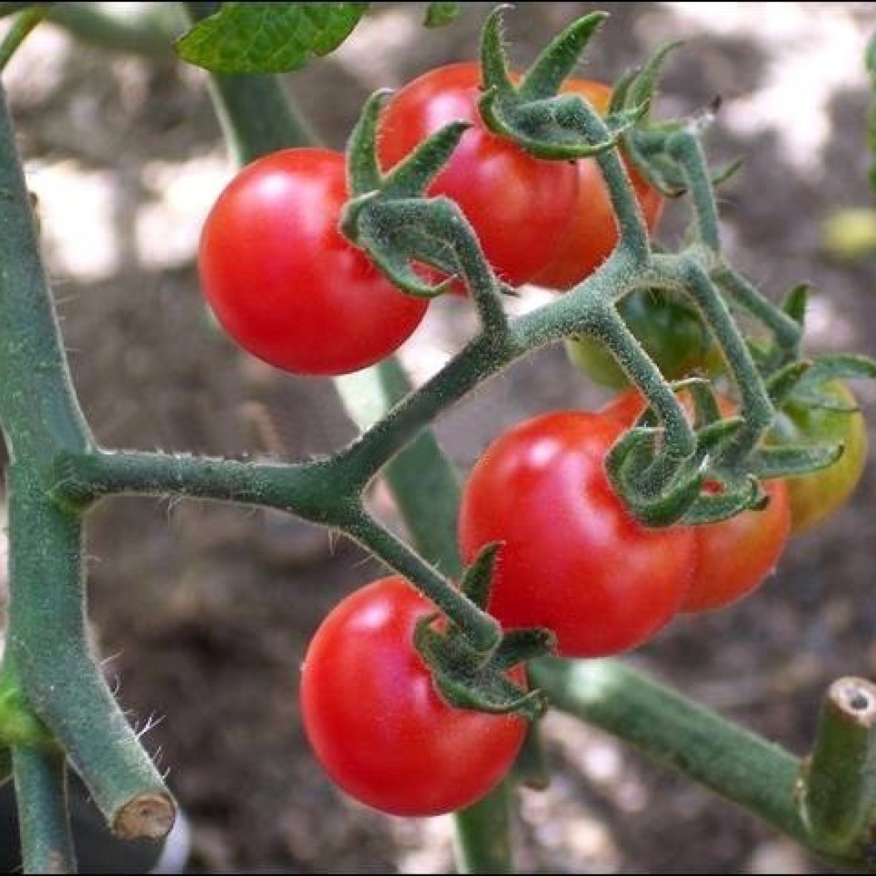 291810-kerstomaat-tomatito-jalapa