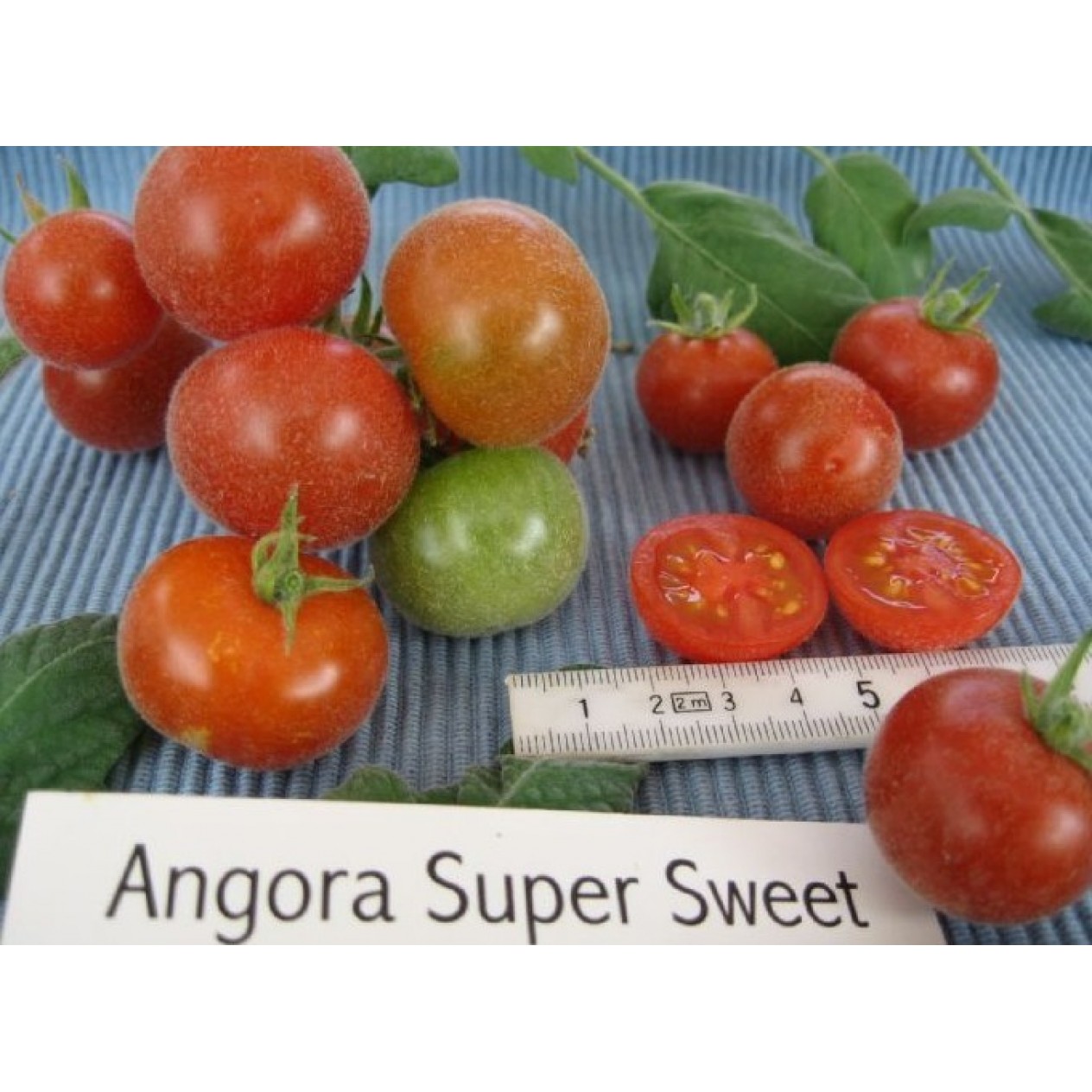 293126-pingpongtomaat-angora-super-sweet-filzige-wildtomate