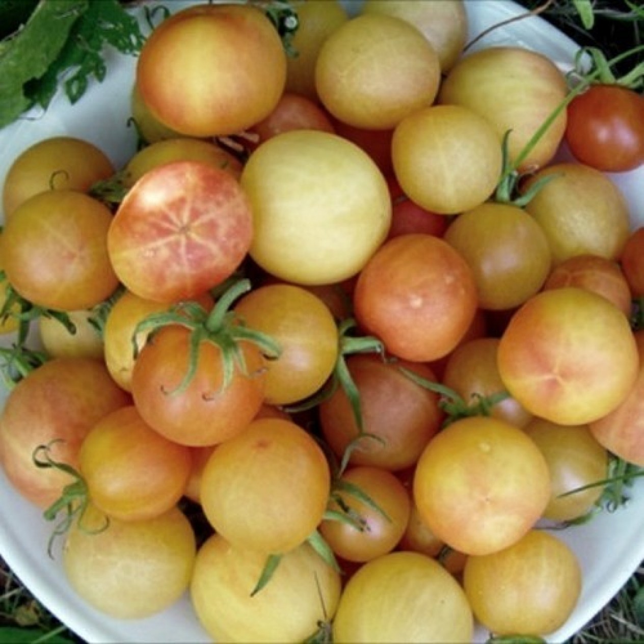 293198-middenmaat-tomaat-cherry-ghost