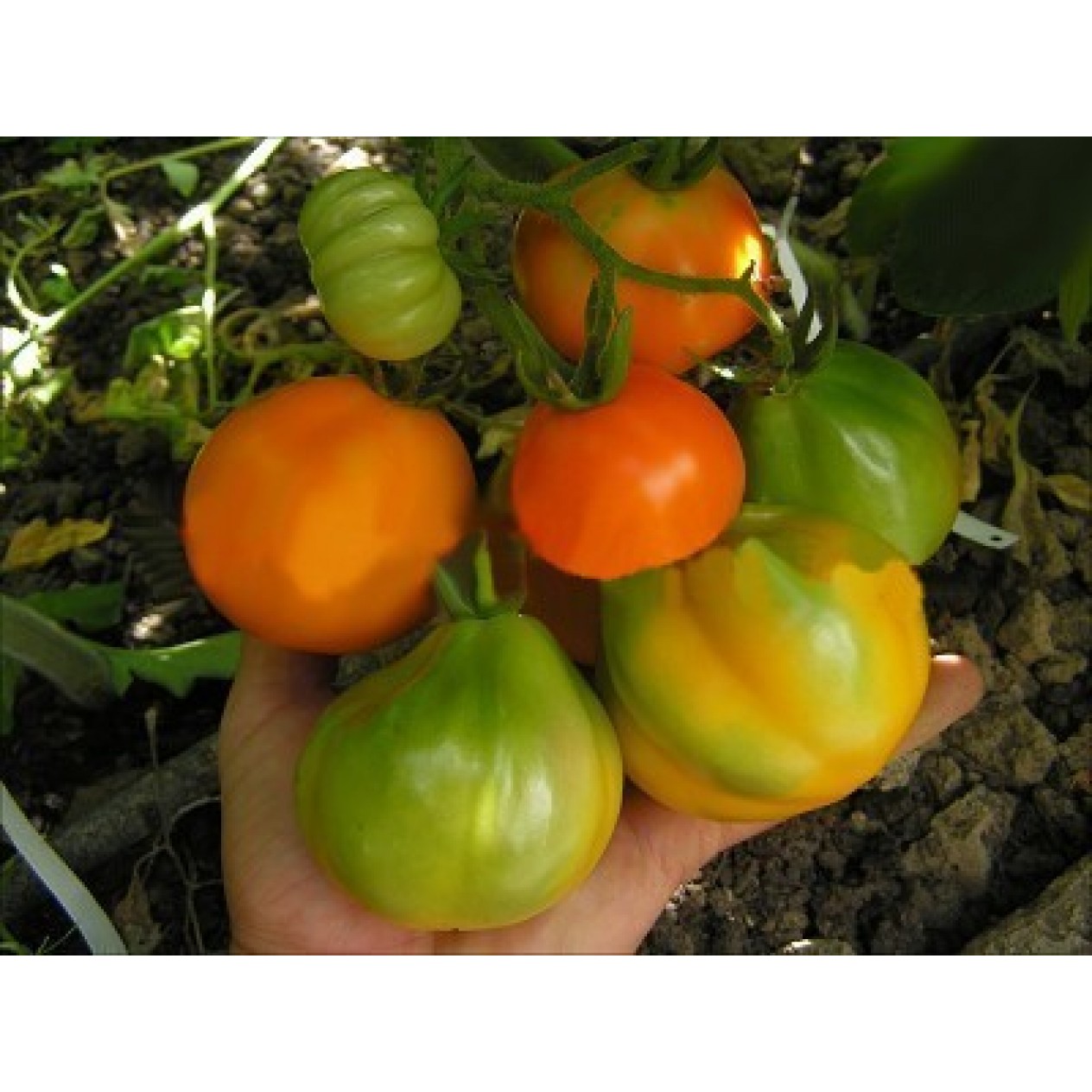 293690-middenmaat-tomaat-siberian-golden-pear-buideltomaat