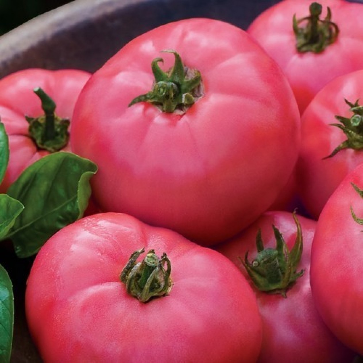 295199-vleestomaat-big-pink-f1
