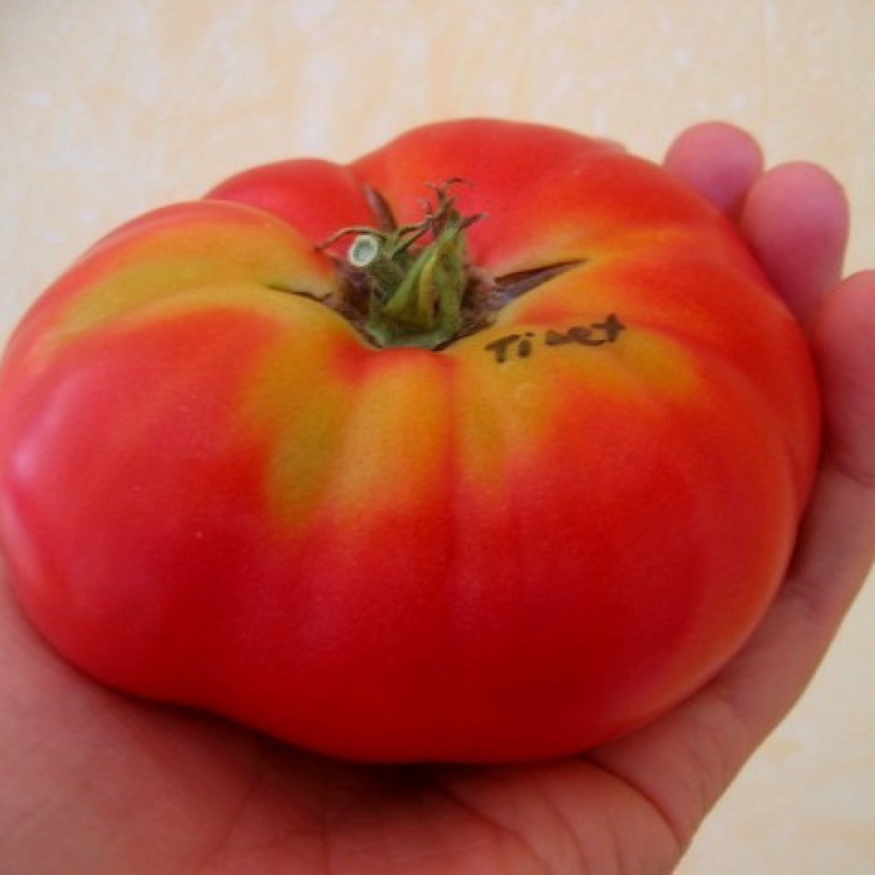 295520-vleestomaat-tibet-apple-tibet-appel
