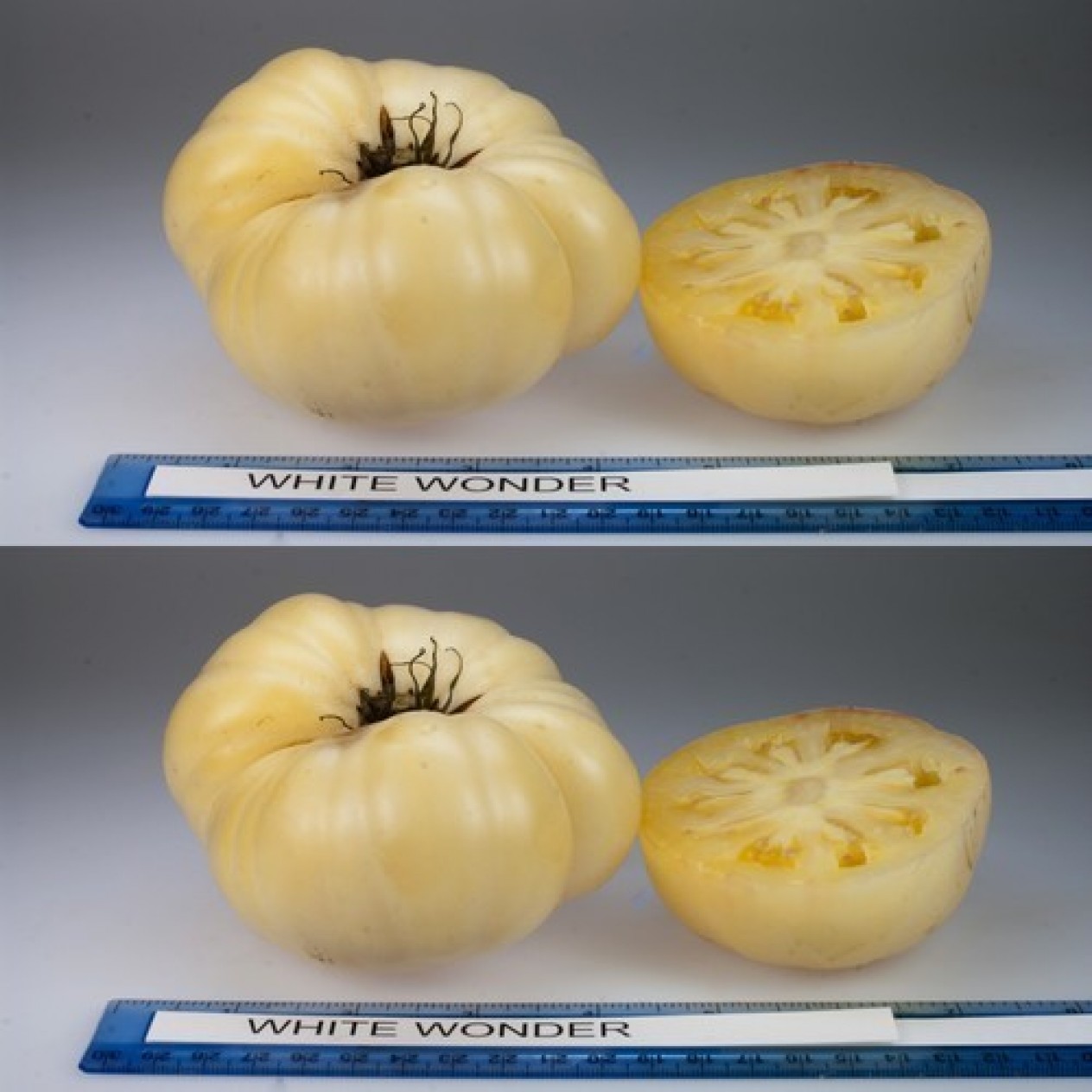 295850-vleestomaat-white-wonder-snowwhite-snowball-milchperle