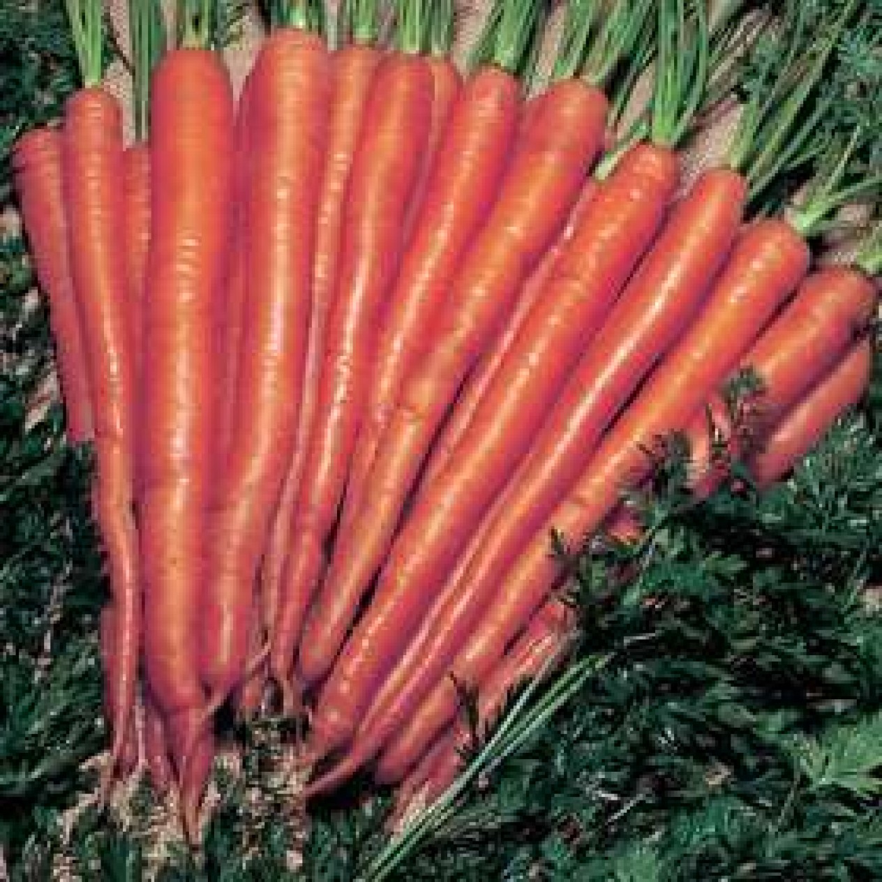 325200-zomerwortelen-sugarsnax-54-f1-nutri-red-f1