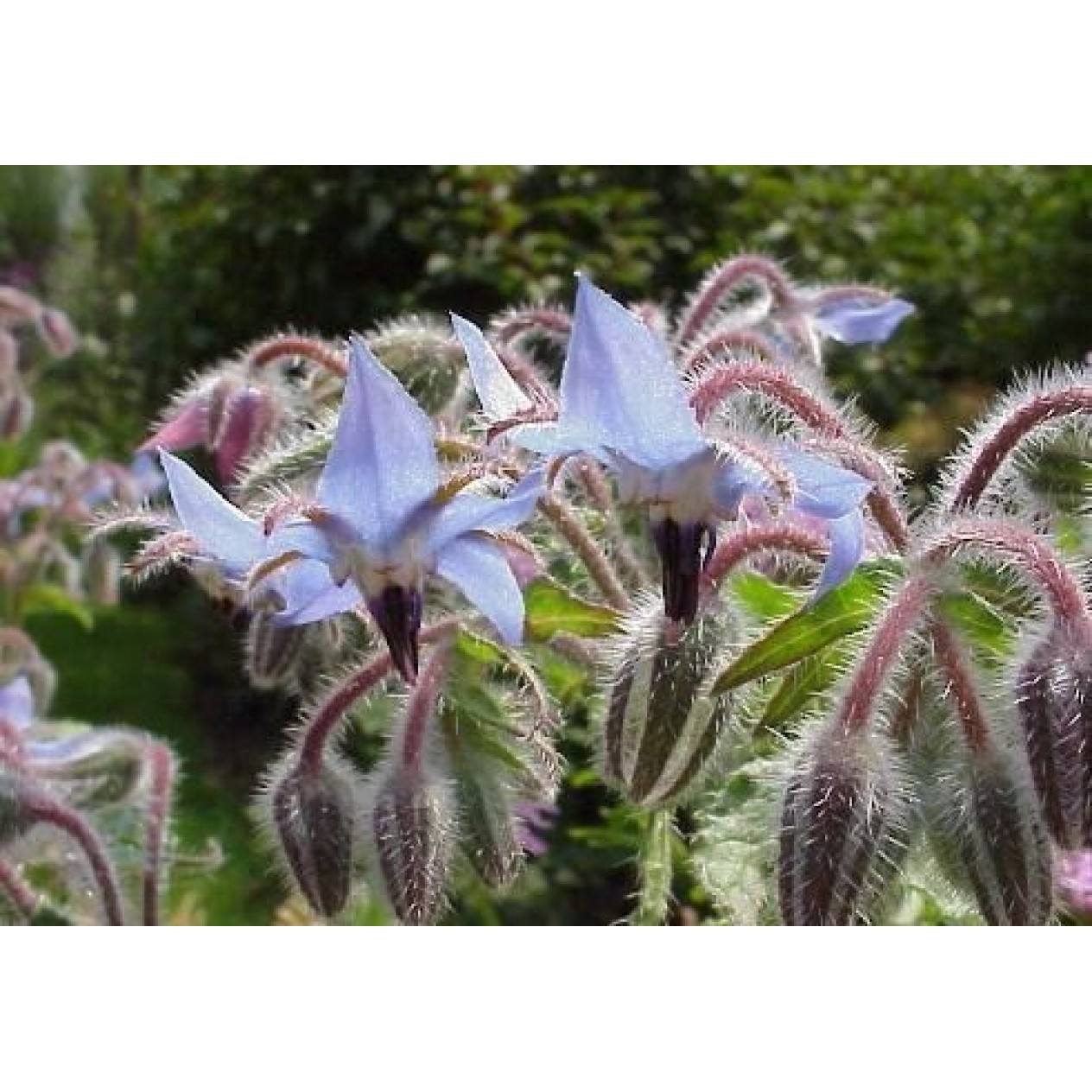 338000-borage-gewone-blauwe