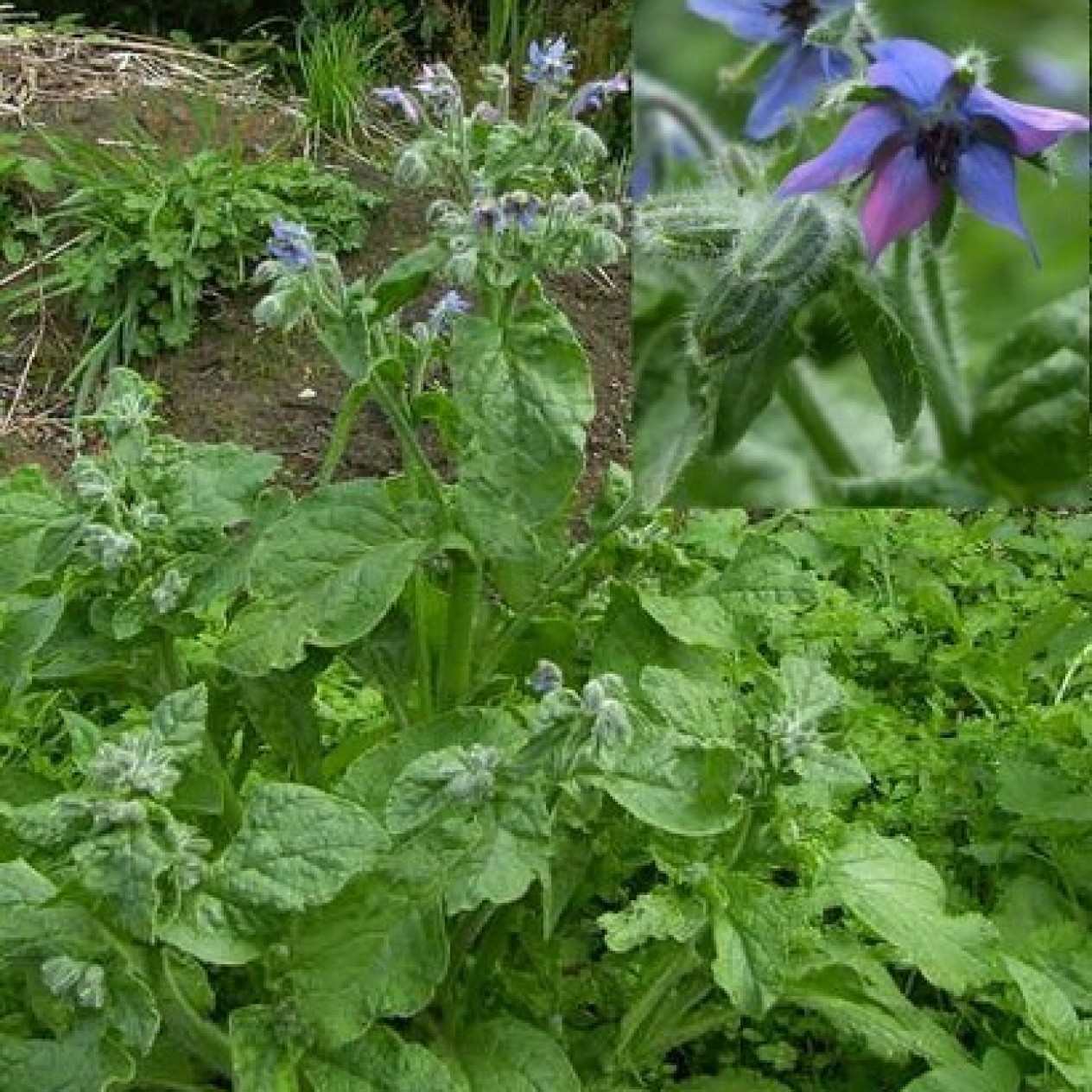 338005-borage-gewone-blauwe