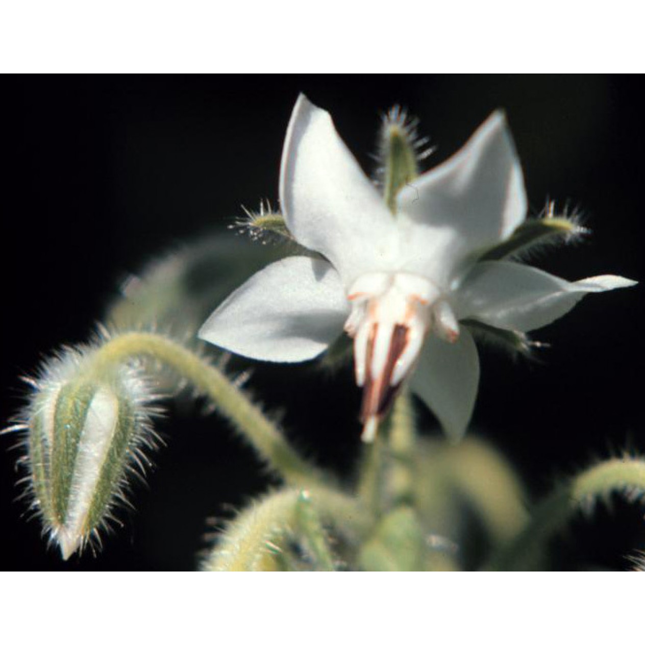 338050-borage-bianca