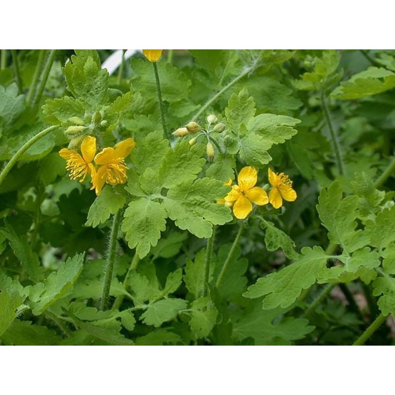 362000-stinkende-gouwe