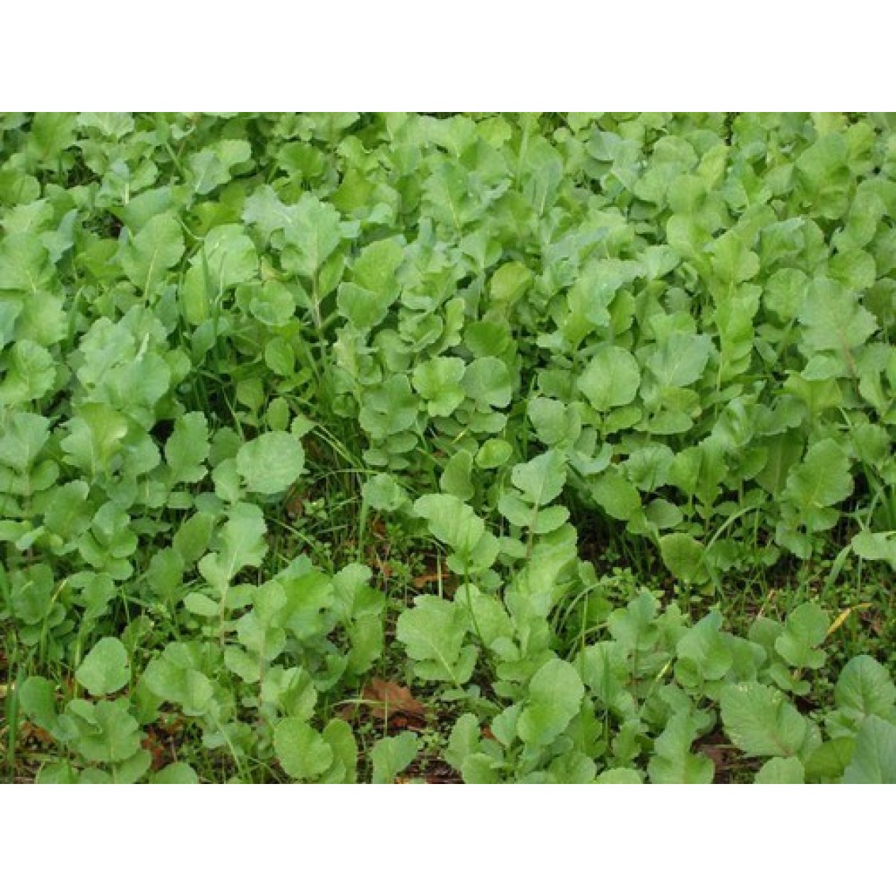 390140-bladrammenas-doublemax-iris