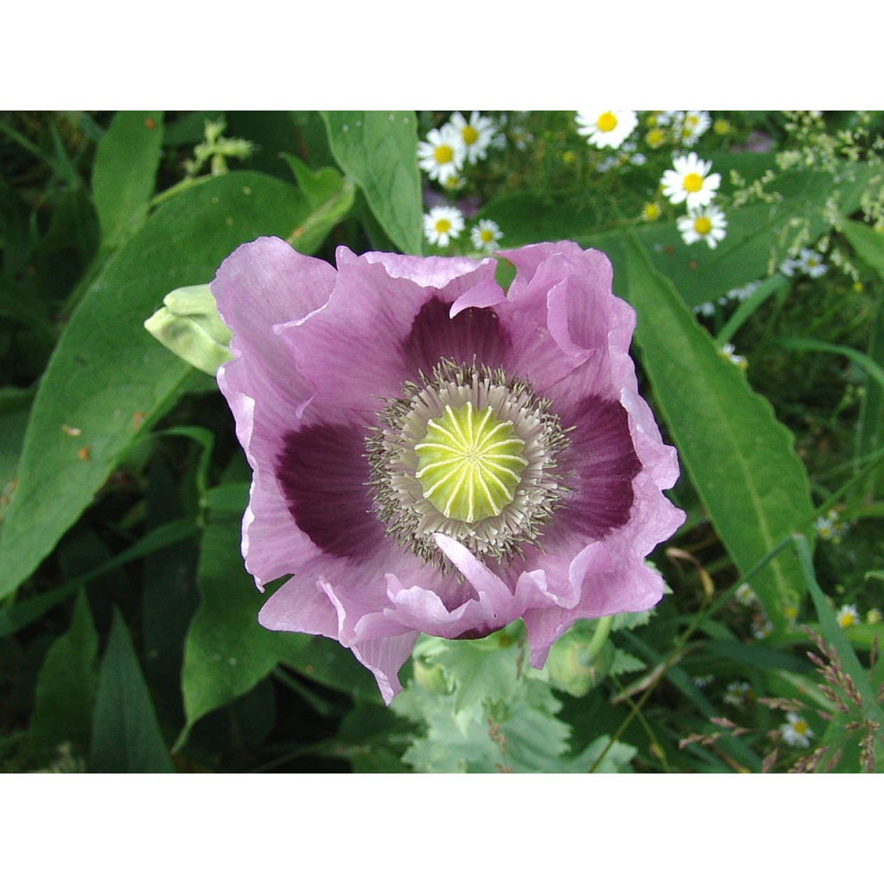 390150-blauwmaanzaad