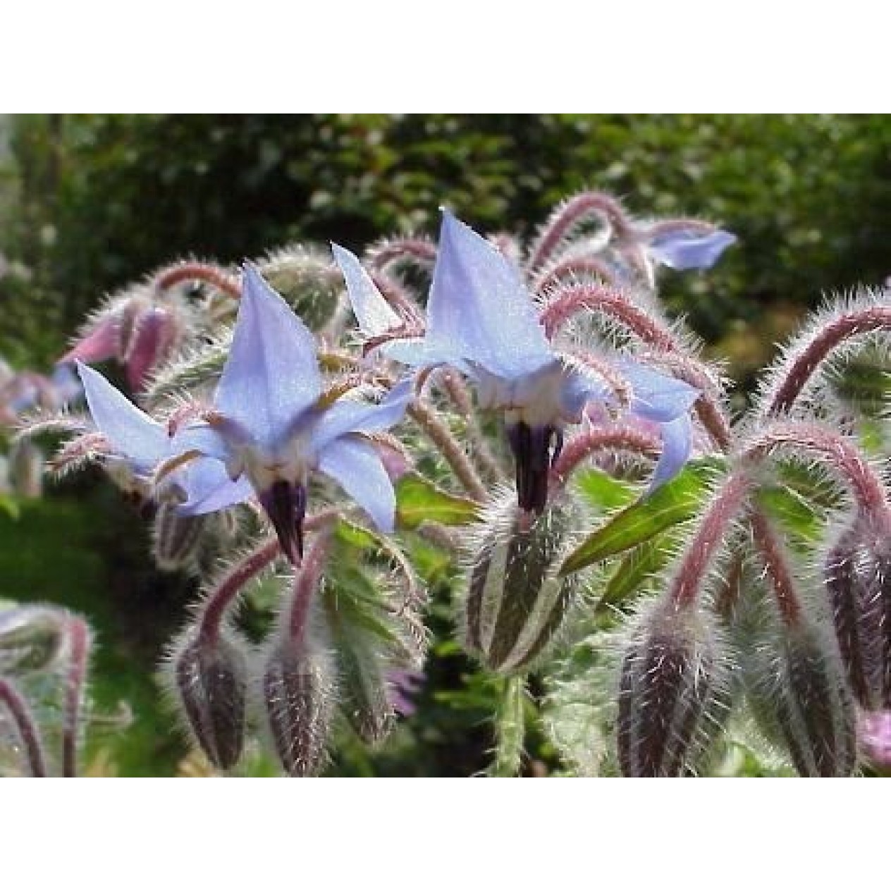 390300-borage