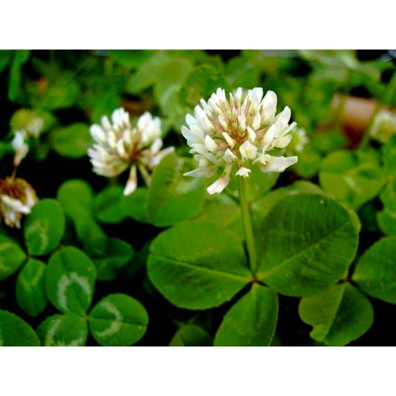 392300-witte-klaver-jura-haifa-merwi-bombus-apolo-edith