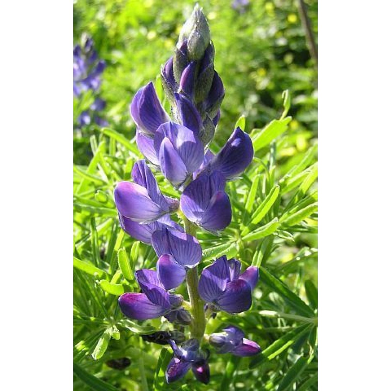 392900-blauwe-bittere-lupine-azuro-karo
